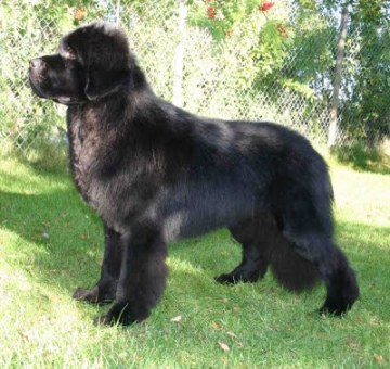 Yalatkit's Rambling Magic