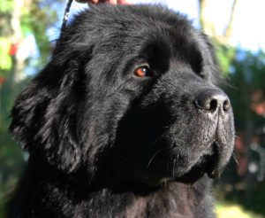 Yalatkit's Rambling Magic