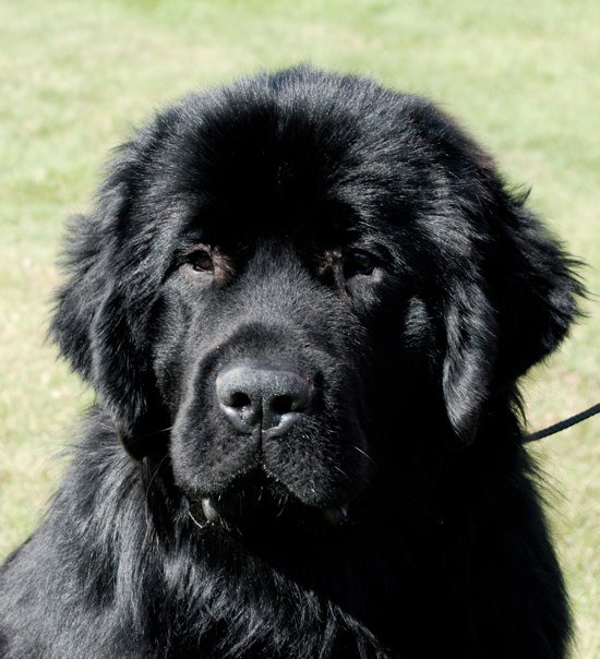 Robin headpicture at 11 months