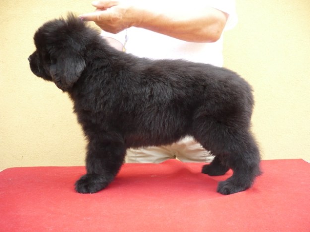 Our new princess Tara