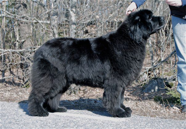 Krambjörnen's Magica De Hex, 9 years