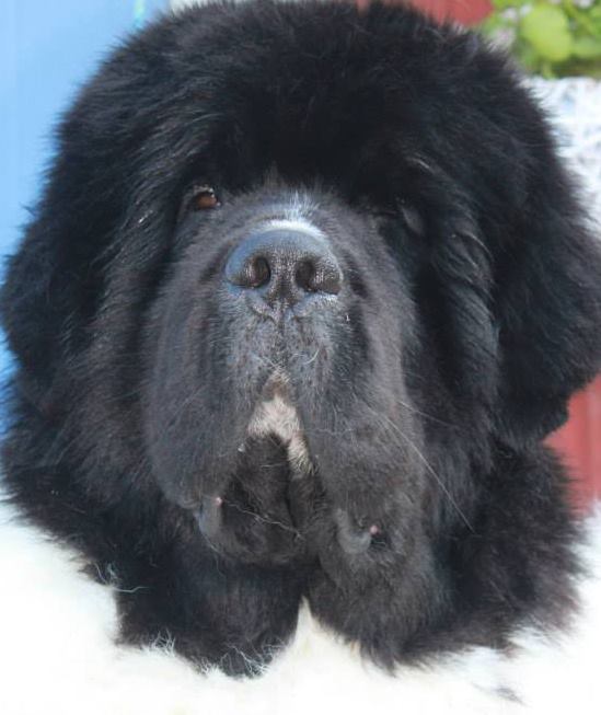 Krambjörnen's Light My Fire "Chess"