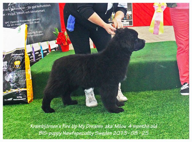 Milou BIS-puppy 2013