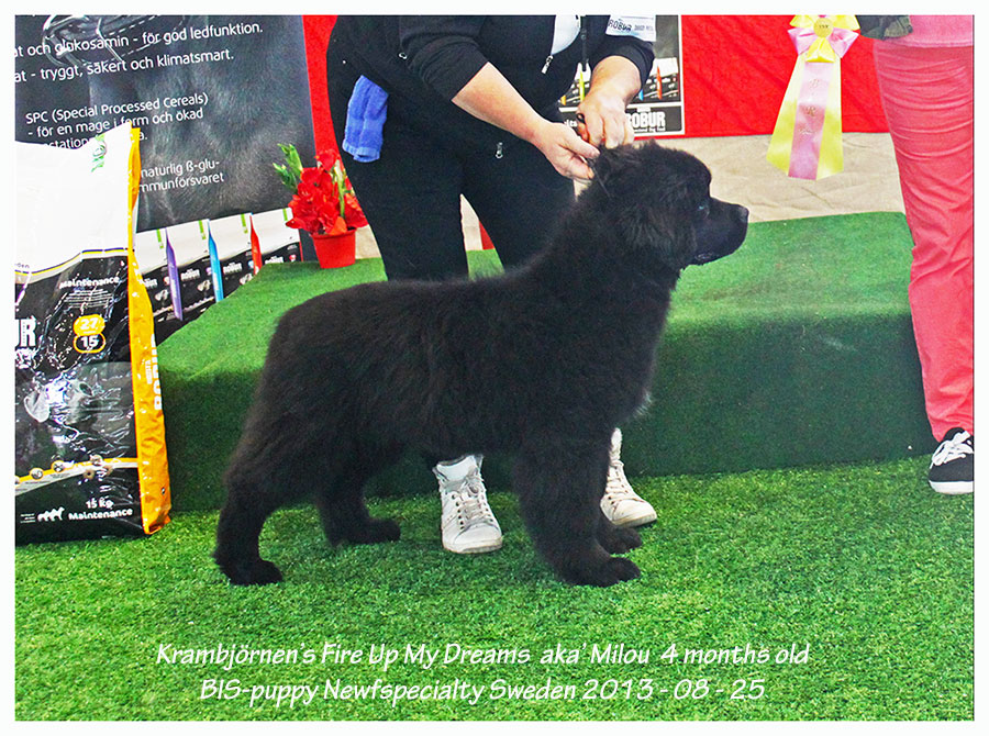 Milou BIS-puppy 2013