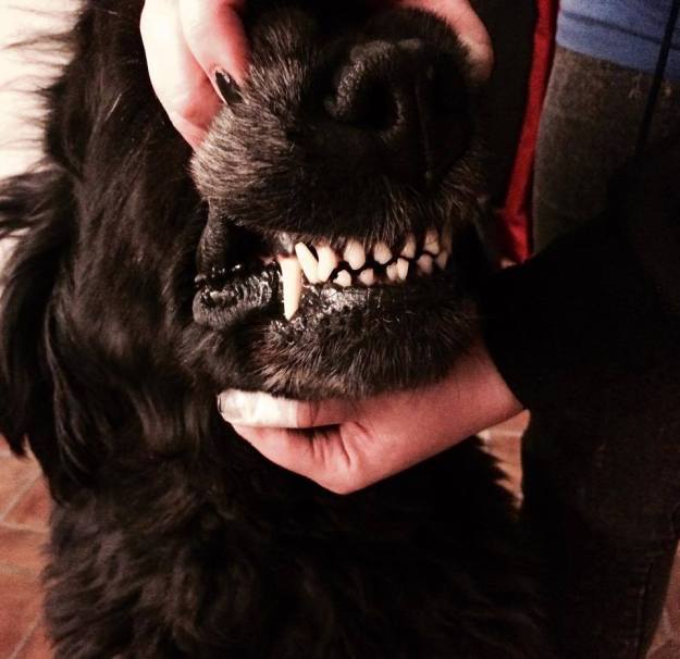 10915156_10204589502476477_2852811683539652328_n