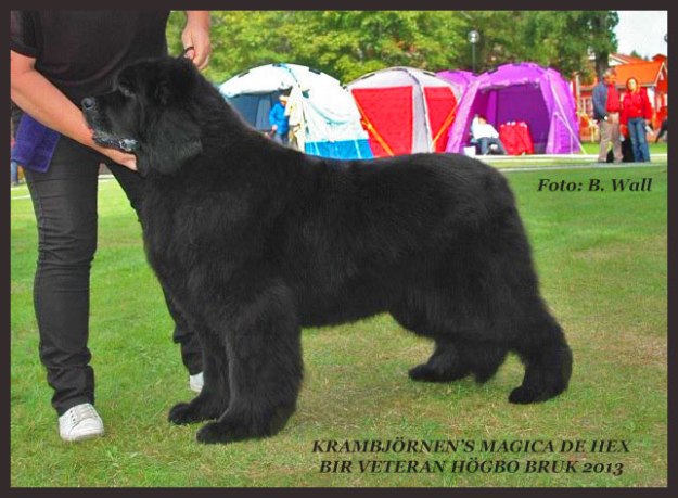 Hexan BOB veteran  Foto: Birgitta Wall, Ulligårdens kennel.