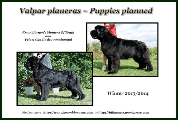 Puppies planned  Robin & Inez