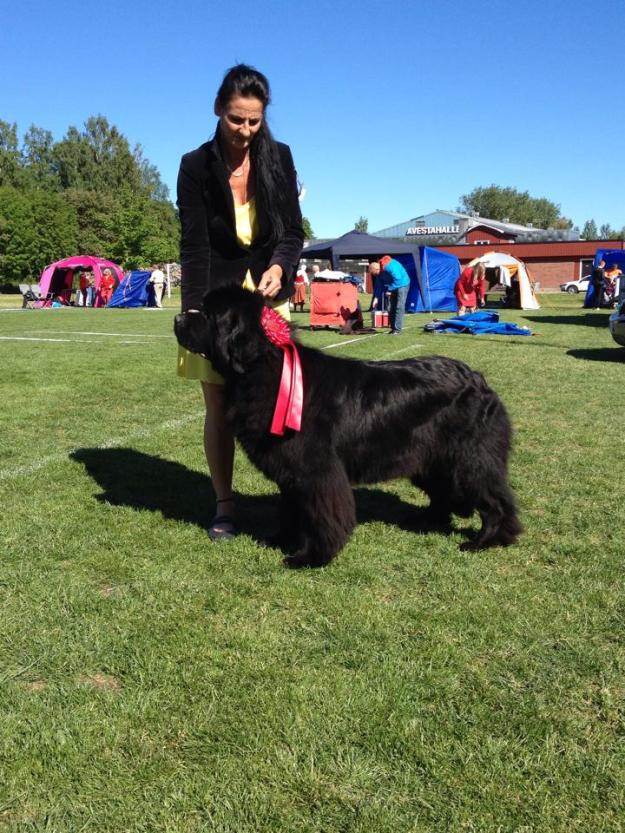 Robin BOG-1 Avesta International