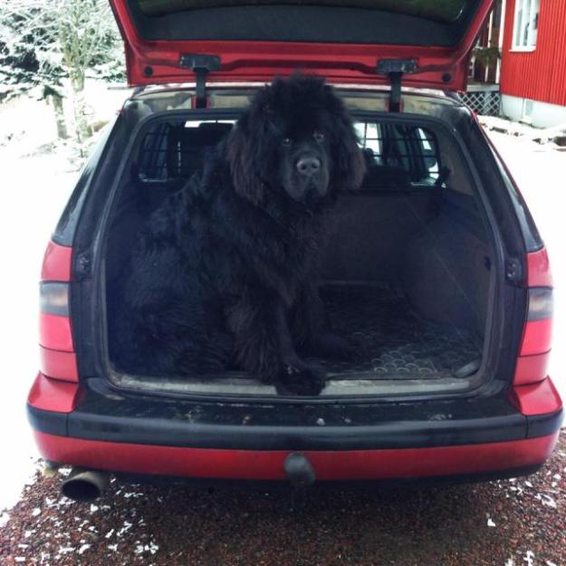 1900160_10201691046254872_1663682429_n