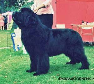 Robin BIR i Högbo 2014.