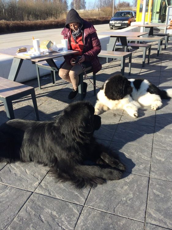 11220807_10207101980606860_3051750550238767113_n