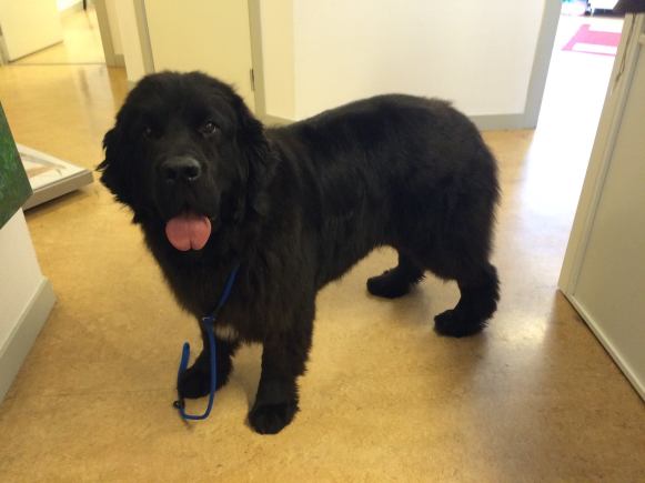 12792289_10207079983976958_6232354837269805344_o