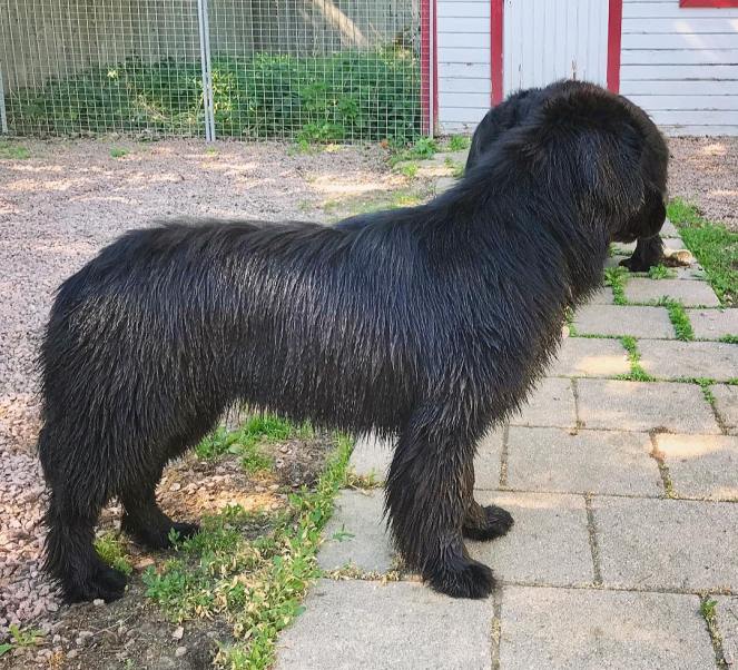 34893322_10213697315686115_1351448529549131776_o